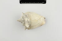 Strombus pugilis