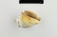 Ventrale Ansicht / Ventral view - Foto: Ádám Pereszlényi