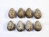 Calidris alpina