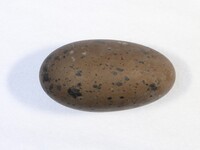Sterntaucher