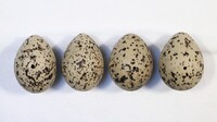 Haematopus ostralegus
