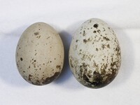 Pandion haliaetus