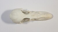 Dorsalansicht / Dorsal view - Foto: Ádám Pereszlényi