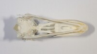 Ventrale Ansicht / Ventral view - Foto: Ádám Pereszlényi