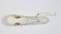 Dorsalansicht / Dorsal view - Foto: Ádám Pereszlényi
