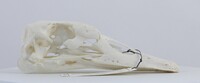 Cygnus cygnus