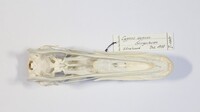 Ventrale Ansicht / Ventral view - Foto: Ádám Pereszlényi