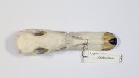 Dorsalansicht / Dorsal view - Foto: Ádám Pereszlényi