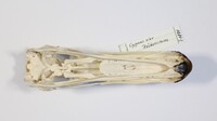 Ventrale Ansicht / Ventral view - Foto: Ádám Pereszlényi
