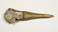 Dorsalansicht / Dorsal view - Foto: Ádám Pereszlényi