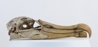 Diomedea sp.
