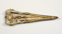 Ventrale Ansicht / Ventral view - Foto: Ádám Pereszlényi