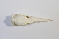 Dorsalansicht / Dorsal view - Foto: Ádám Pereszlényi