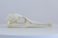 Phalacrocorax carbo
