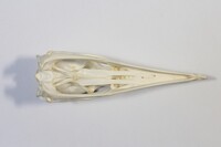 Ventrale Ansicht / Ventral view - Foto: Ádám Pereszlényi