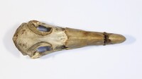 Dorsalansicht / Dorsal view - Foto: Ádám Pereszlényi