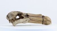 Procellaria aequinoctialis