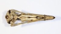 Ventrale Ansicht / Ventral view - Foto: Ádám Pereszlényi