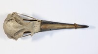 Dorsalansicht / Dorsal view - Foto: Ádám Pereszlényi