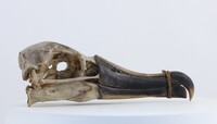 Thalassarche sp.