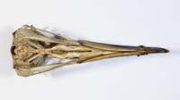 Ventrale Ansicht / Ventral view - Foto: Ádám Pereszlényi