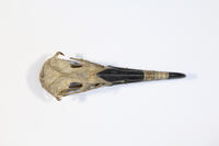 Dorsalansicht / Dorsal view - Foto: Ádám Pereszlényi