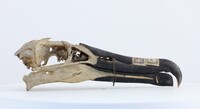 Thalassarche sp.