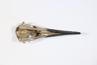 Ventrale Ansicht / Ventral view - Foto: Ádám Pereszlényi