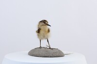 Calidris pugnax