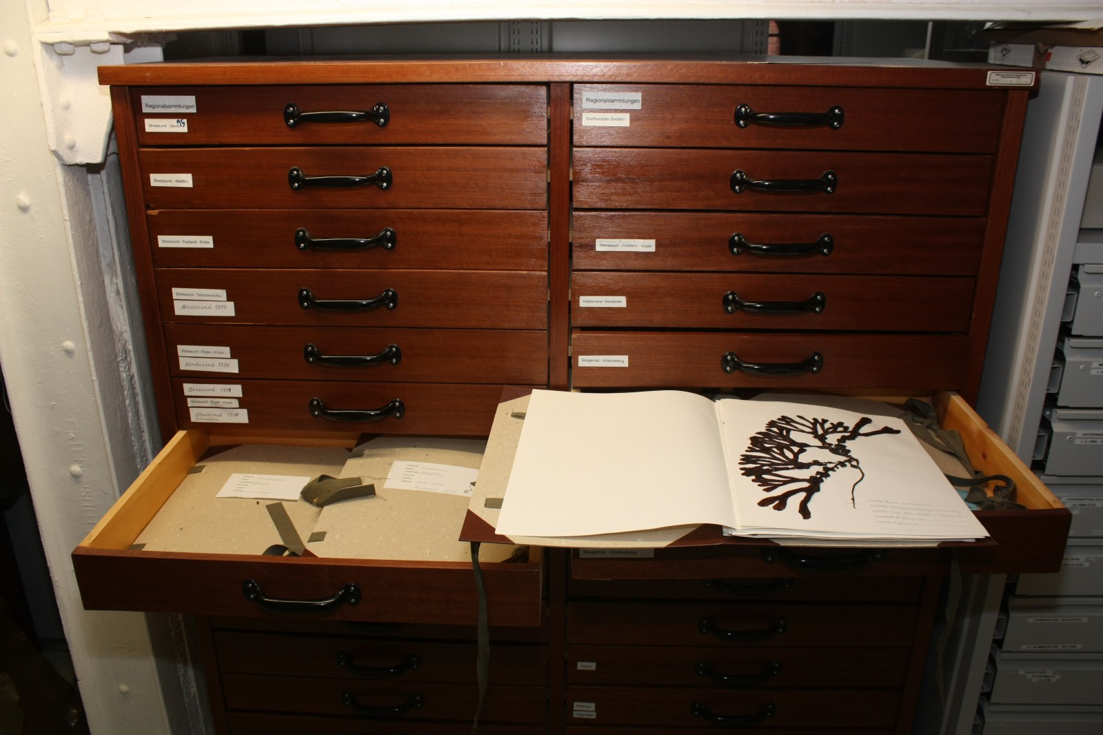 Botanische Sammlung