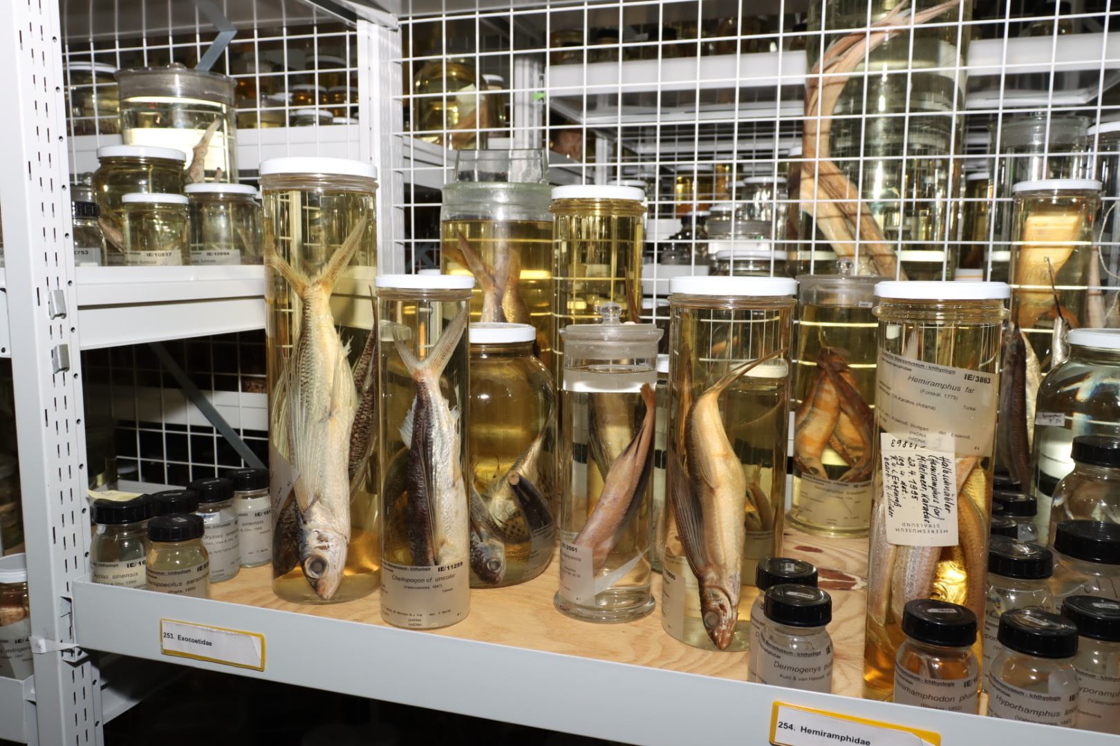 Flüssigsammlung