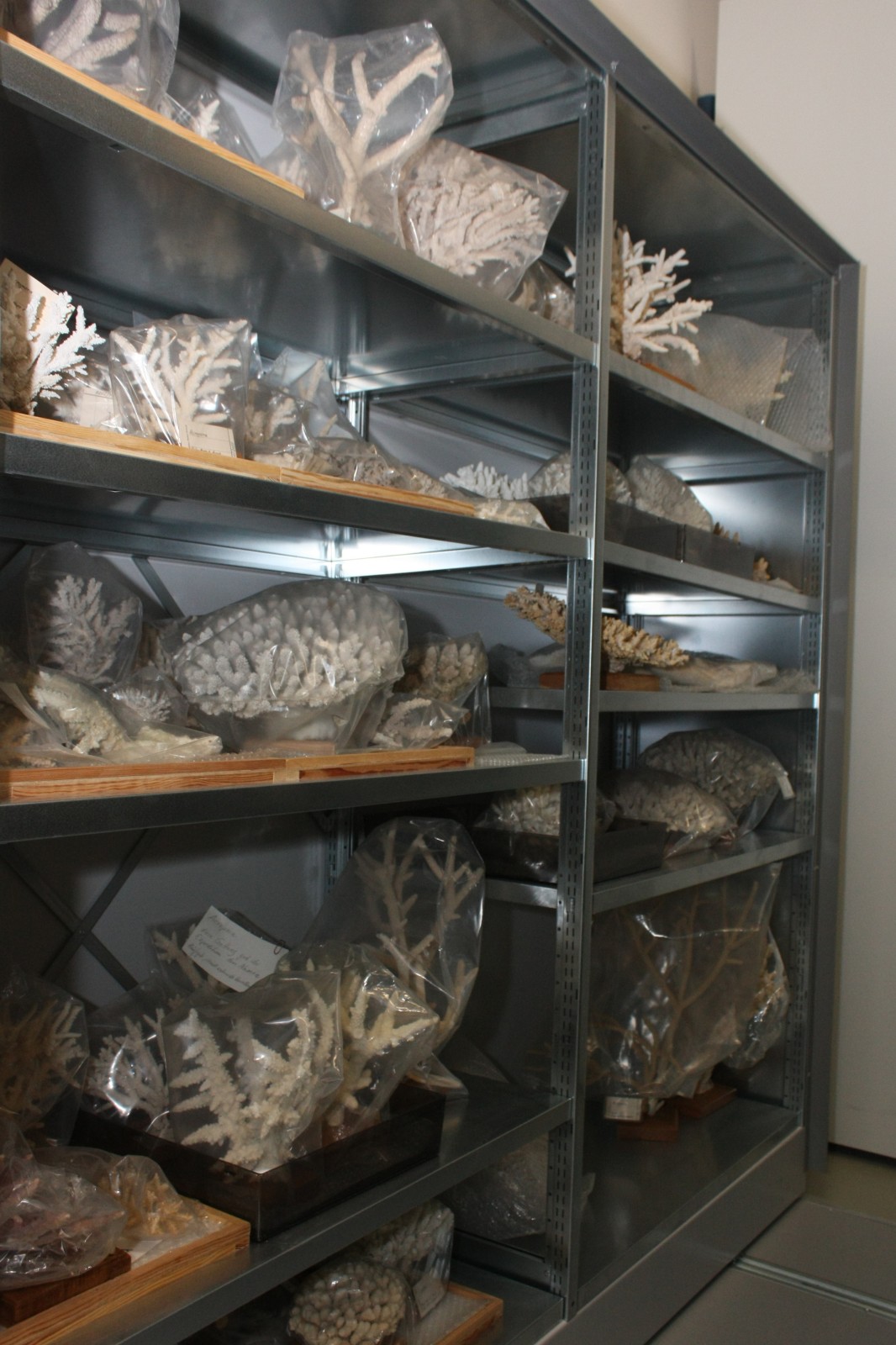 Hohltiere Sammlung