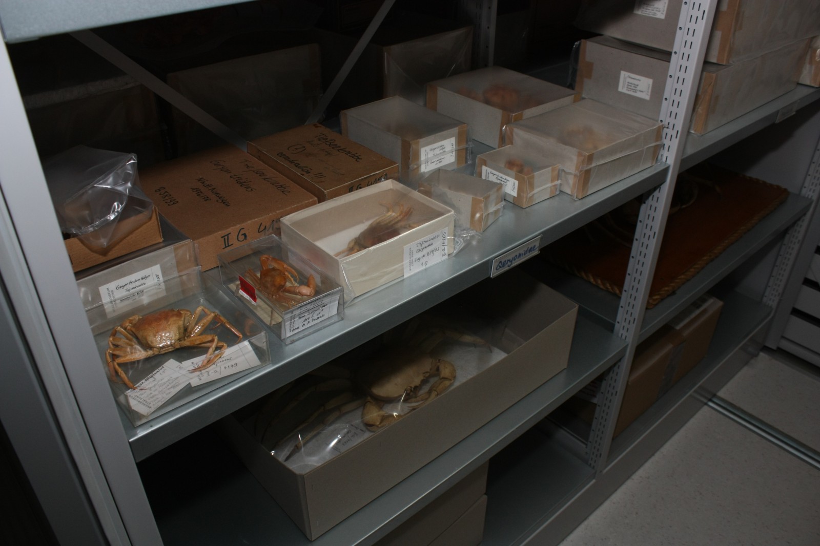 Krebstiere Sammlung