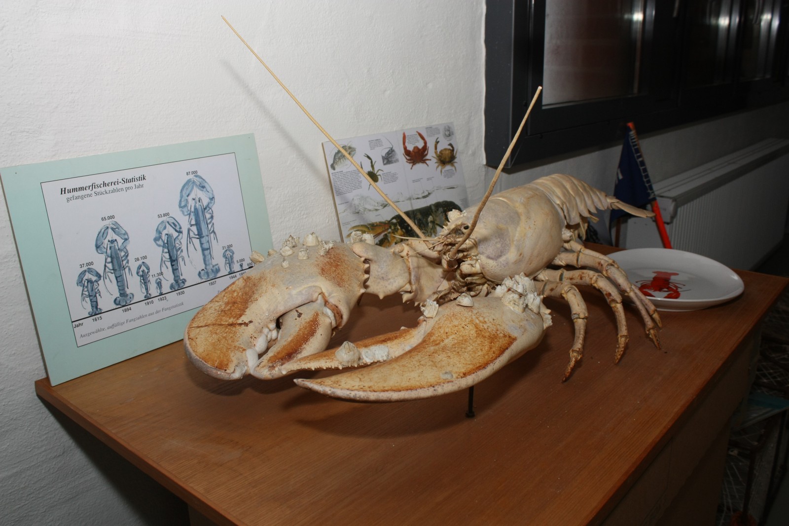 Krebstiere Sammlung