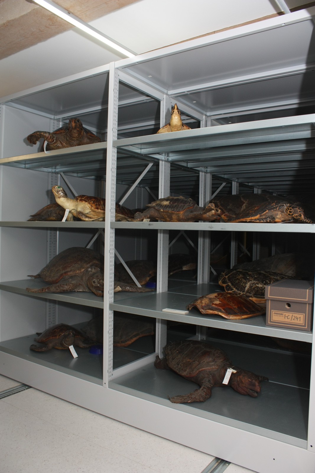 Meeresreptilien Sammlung