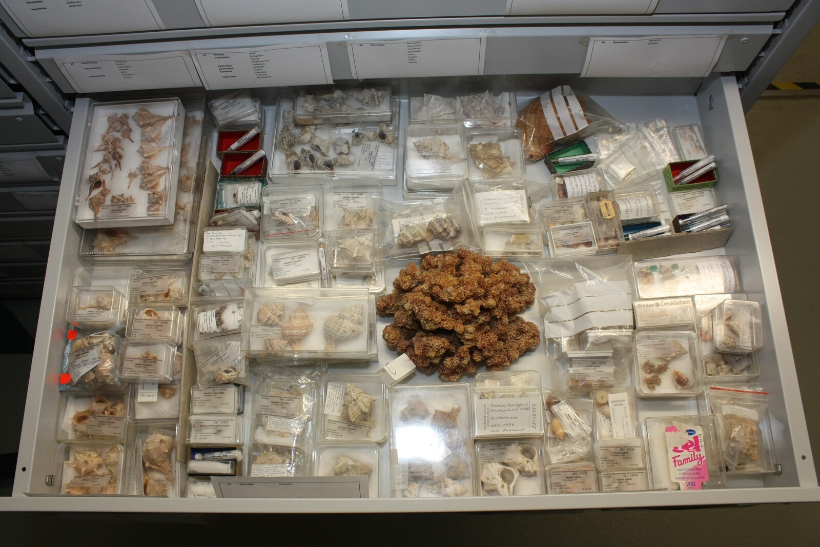 Mollusken Sammlung