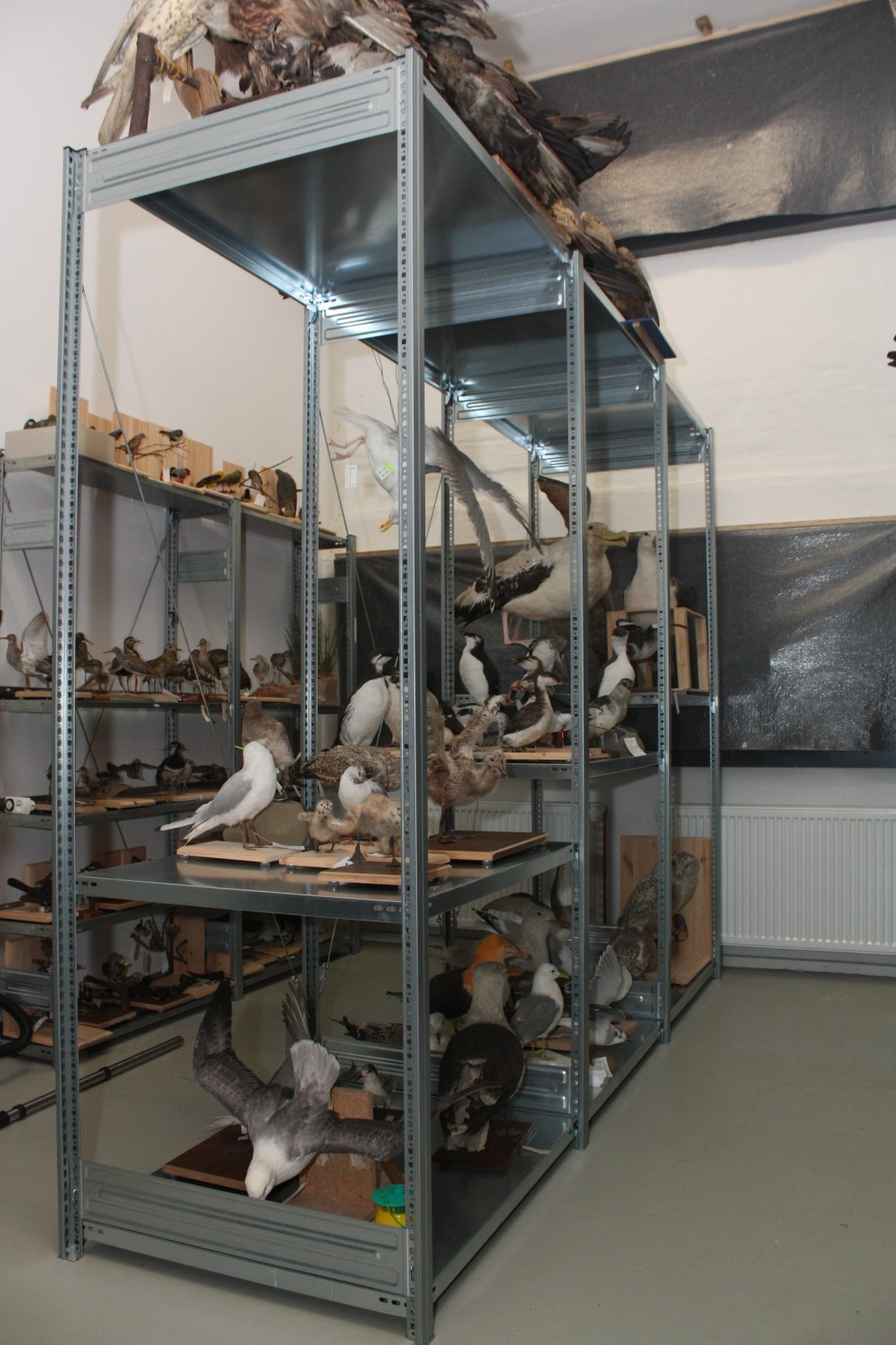 Vögel Sammlung